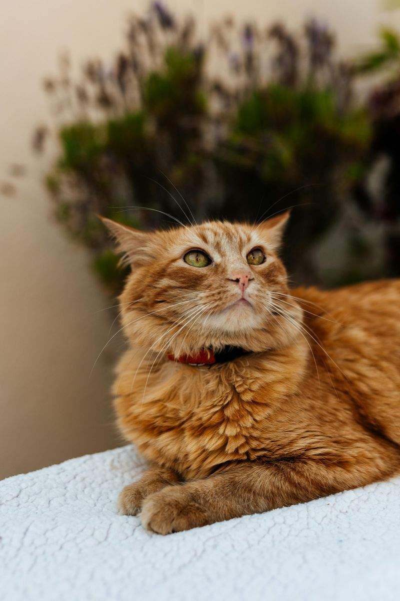 Gatti Felici SRL - Image 15