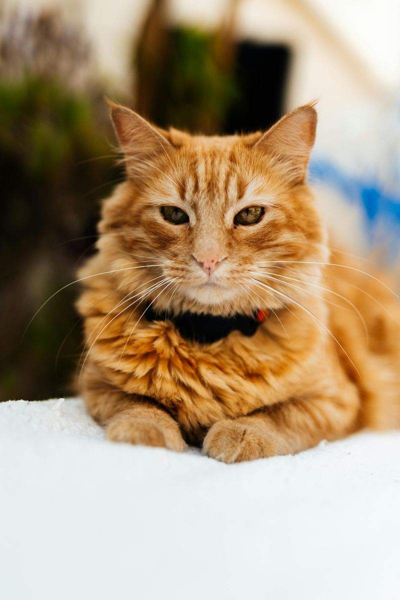 Gatti Felici SRL - Image 4