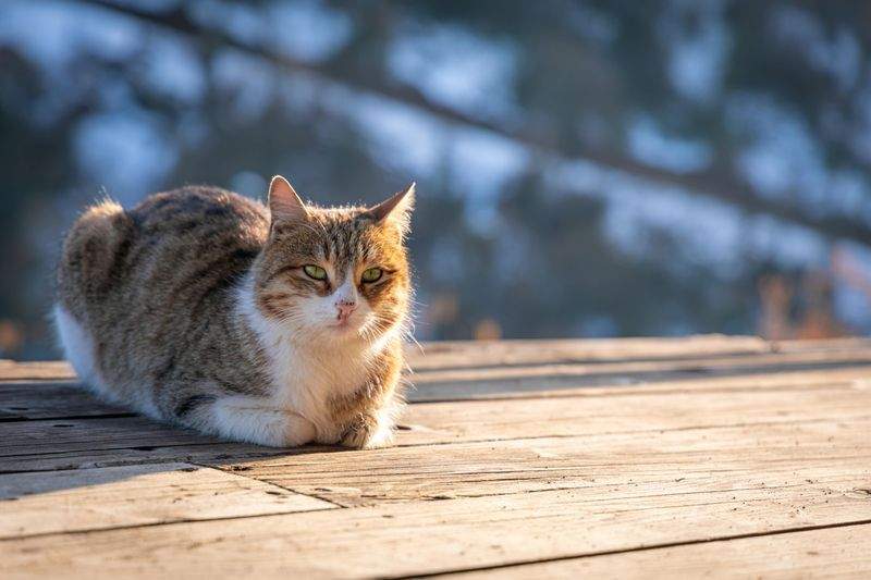 Gatti Felici SRL - Image 6