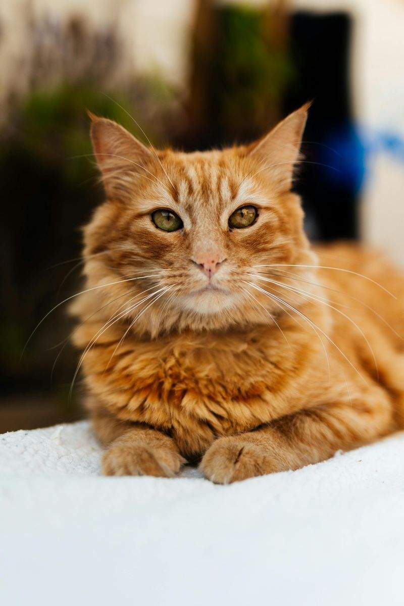 Gatti Felici SRL - Image 7